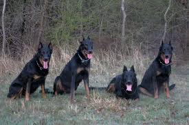 Cani Da Guardia E Da Difesa Ecco La Differenza